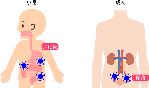 発症の実態 小児 成人